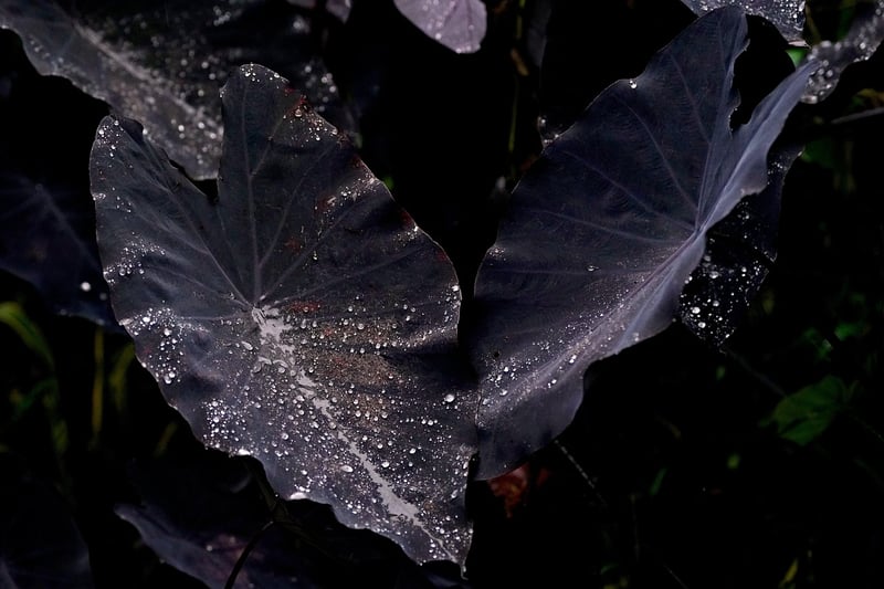 Foliage Delights