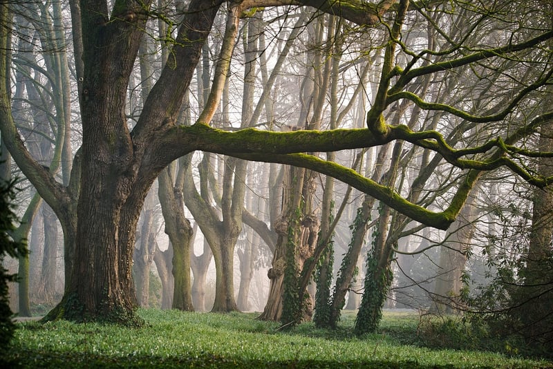 Woodland Fairy